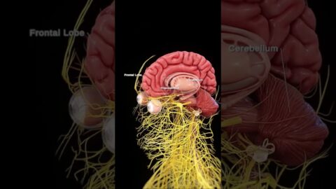 The Genius Wave Review 🔥 Does It Really Work? (2026) #brainhealth #brainpower #geniuswave